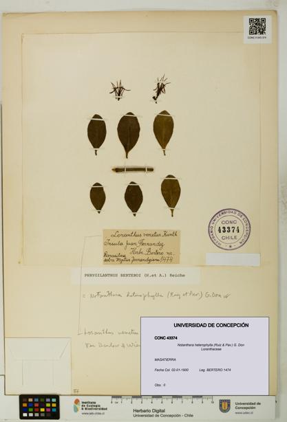 Notanthera heterophylla [Espécimen: UDEC:CONC:0043374]