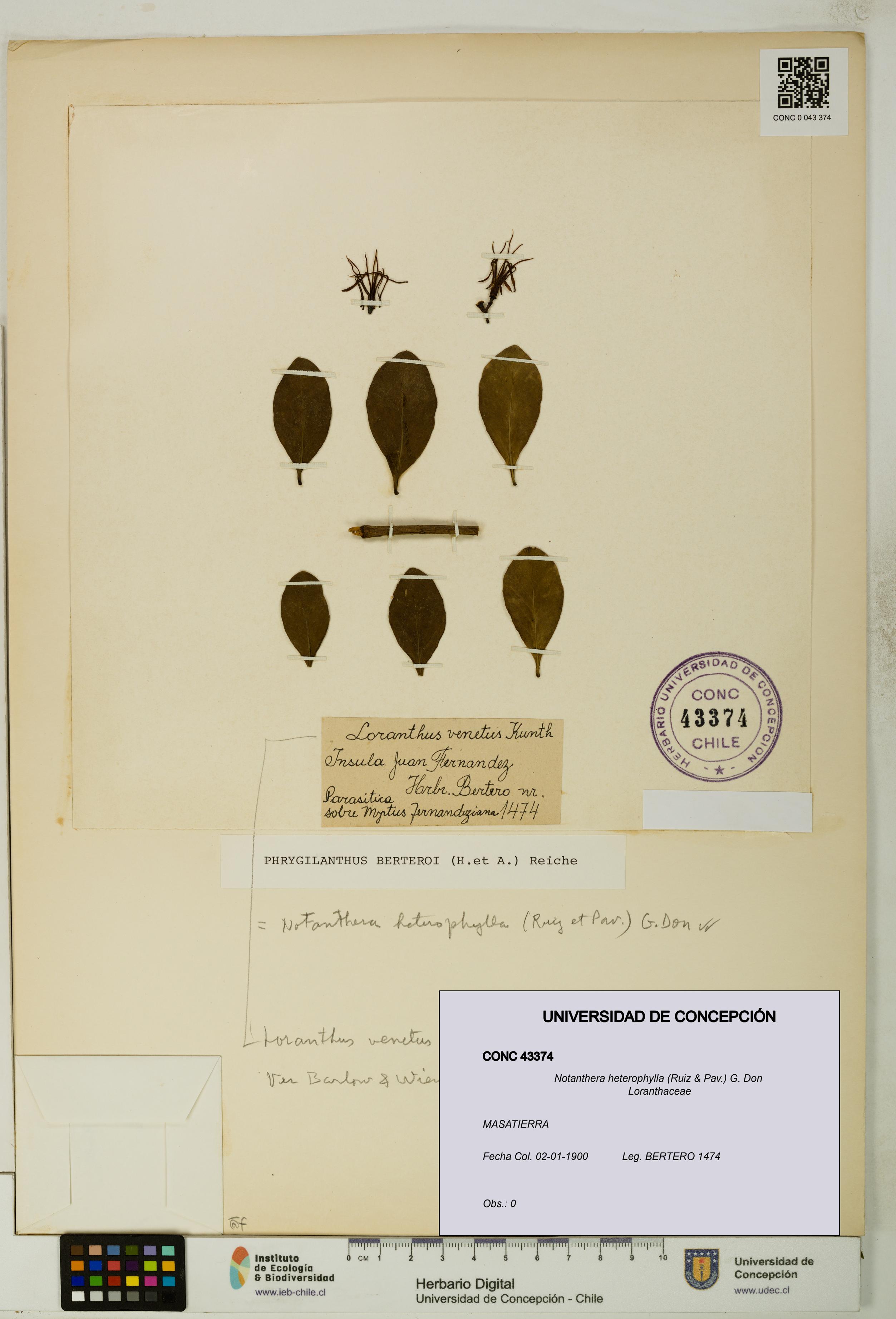 Notanthera heterophylla [Espécimen: UDEC:CONC:0043374]