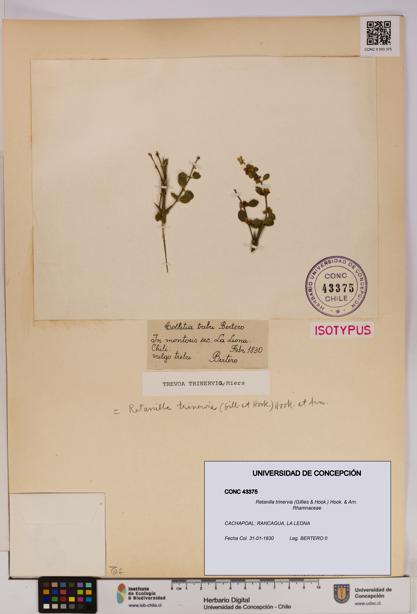 Retanilla trinervia [Espécimen: UDEC:CONC:0043375]