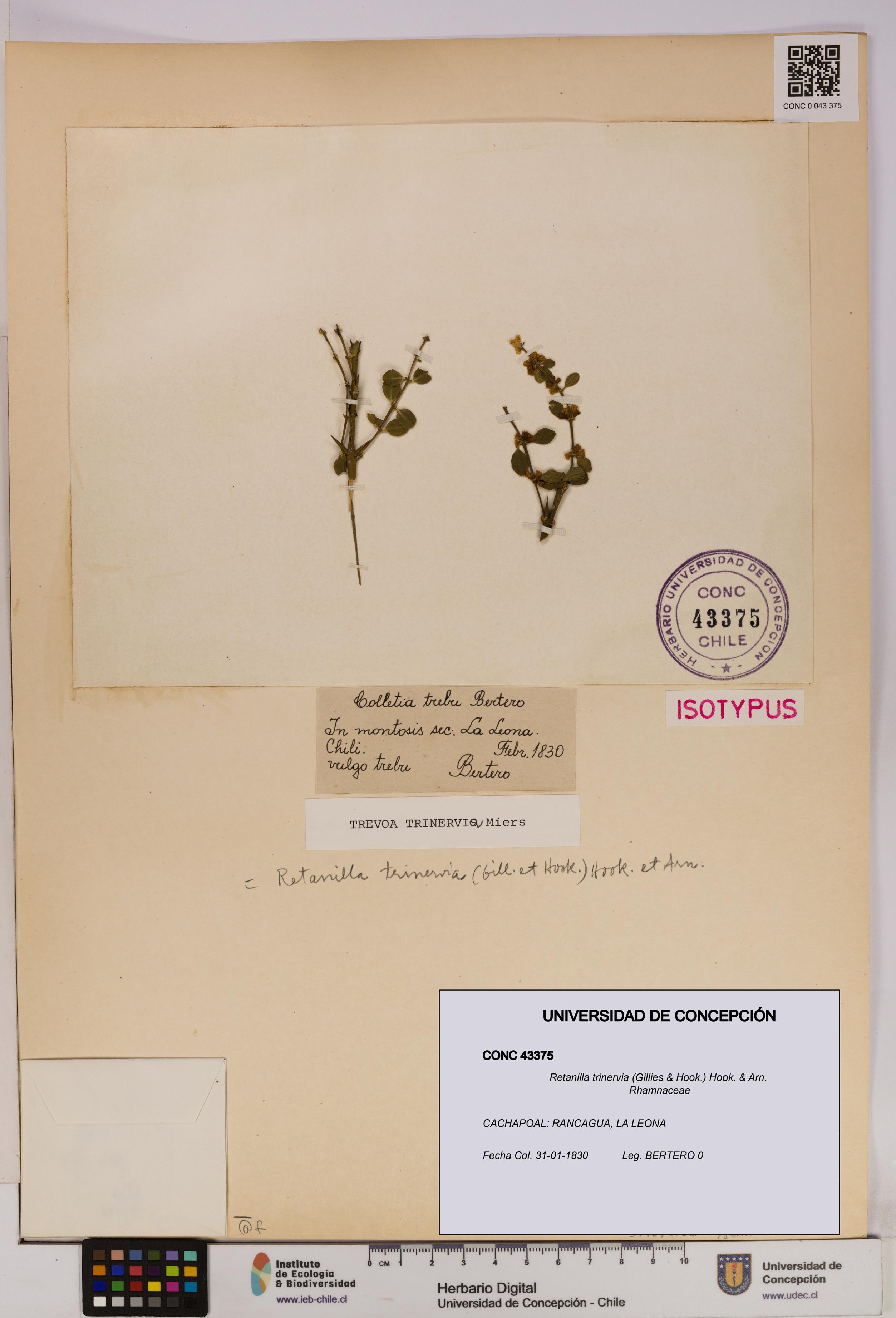 Retanilla trinervia [Espécimen: UDEC:CONC:0043375]