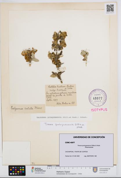 Trevoa quinquenervia [Espécimen: UDEC:CONC:0043377]