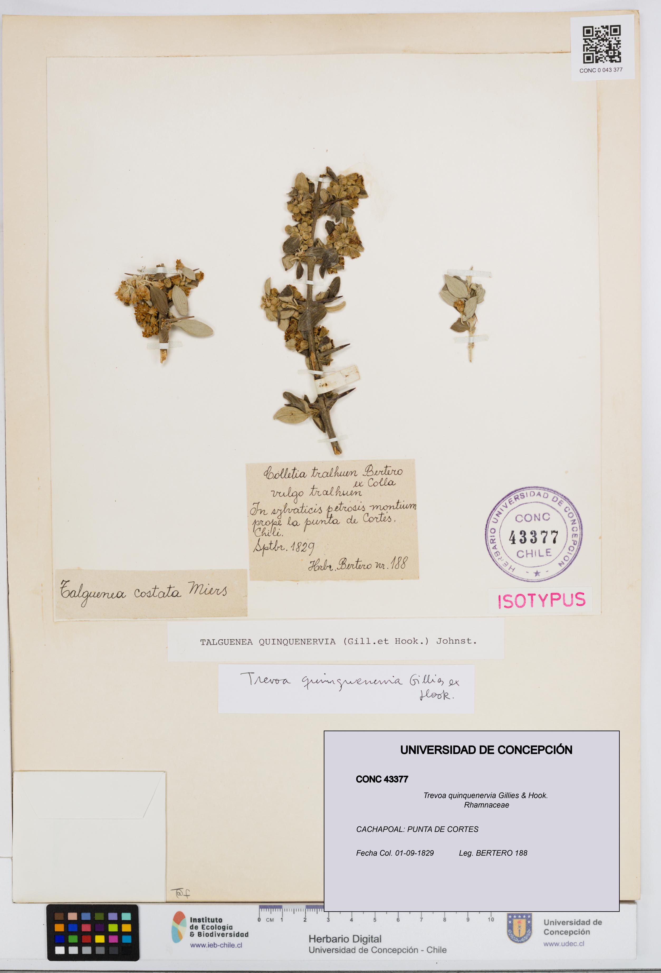 Trevoa quinquenervia [Espécimen: UDEC:CONC:0043377]