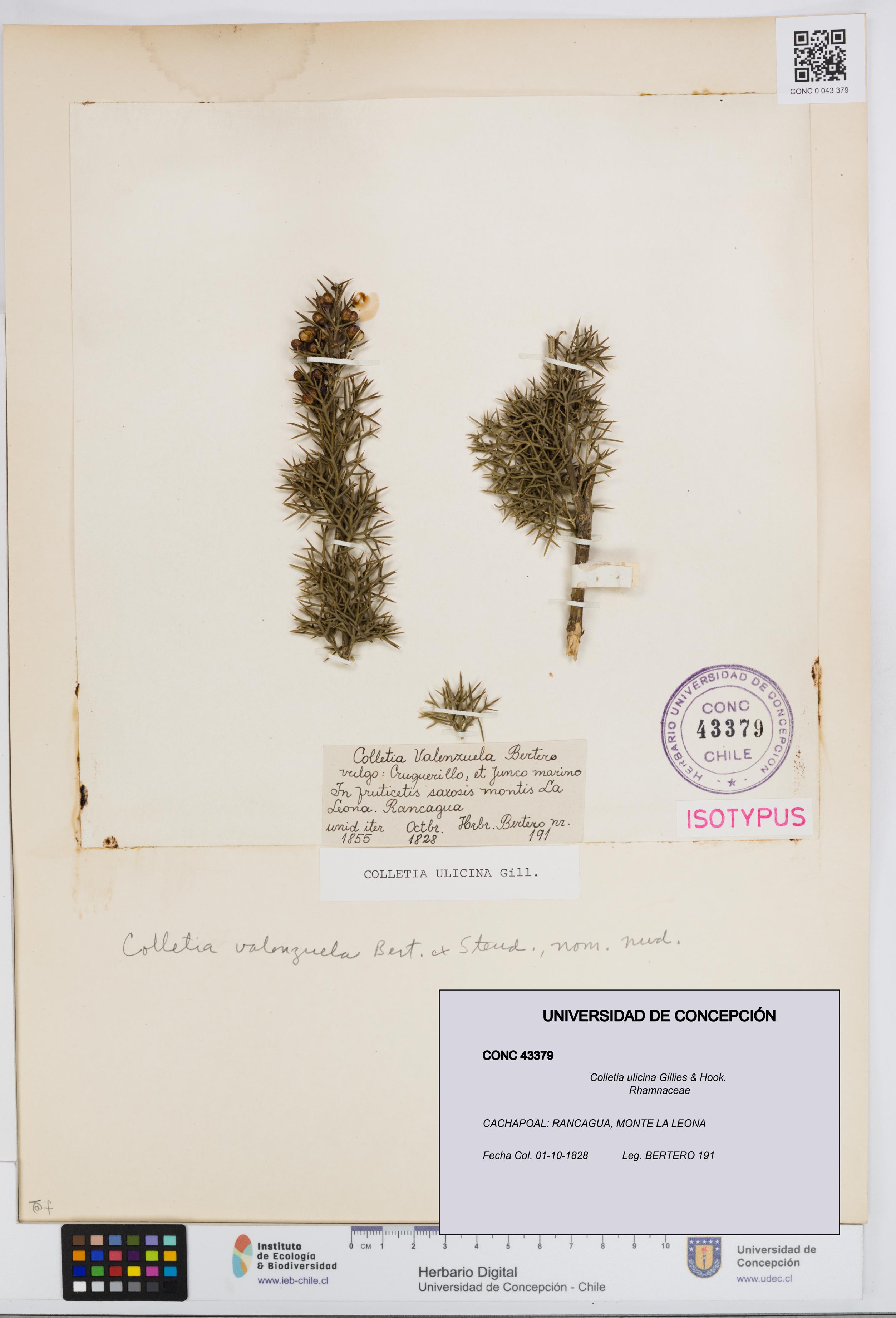 Colletia ulicina [Espécimen: UDEC:CONC:0043379]