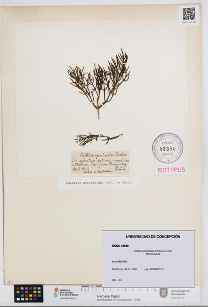 Colletia spartioides [Espécimen: UDEC:CONC:0043380]