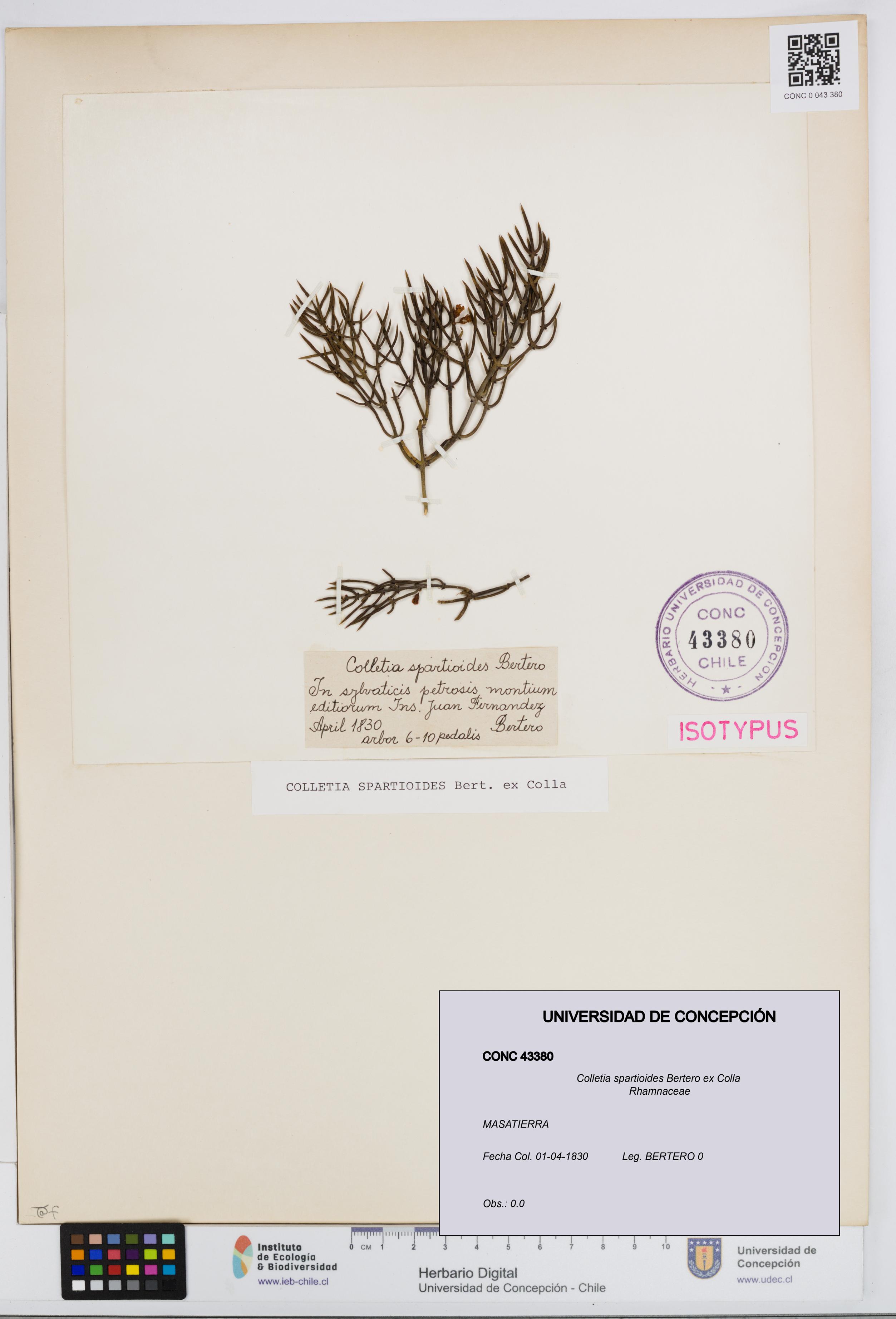 Colletia spartioides [Espécimen: UDEC:CONC:0043380]