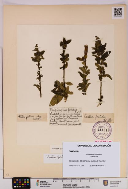 Vestia foetida [Espécimen: UDEC:CONC:0043381]