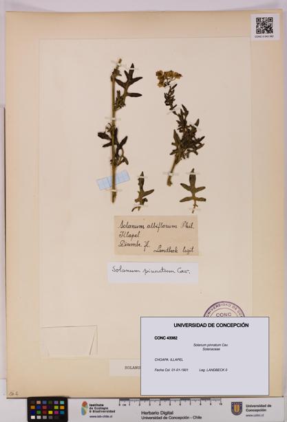 Solanum pinnatum [Espécimen: UDEC:CONC:0043382]