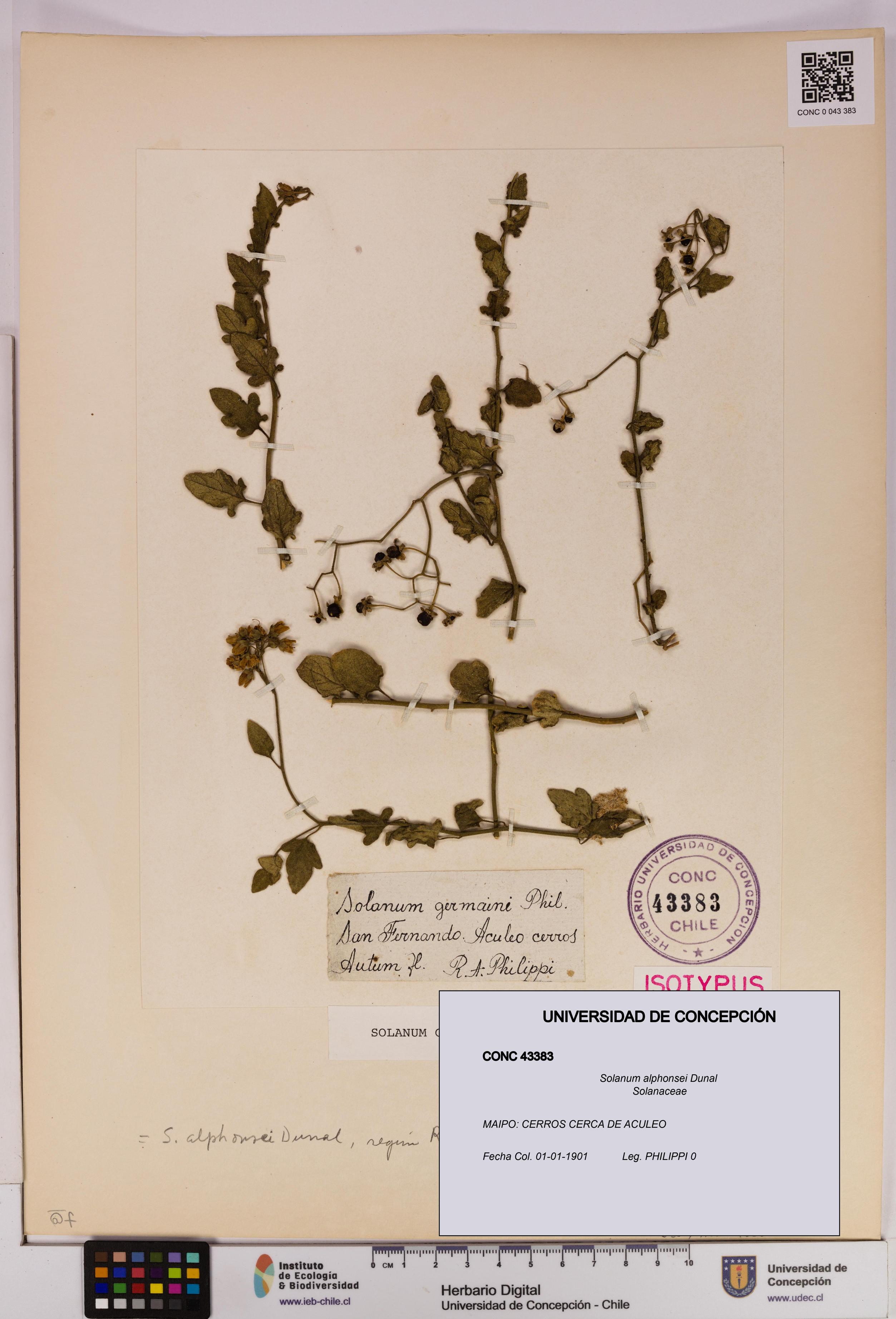 Solanum alphonsei [Espécimen: UDEC:CONC:0043383]