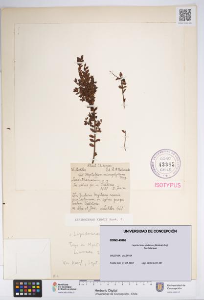 Lepidoceras chilense [Espécimen: UDEC:CONC:0043385]