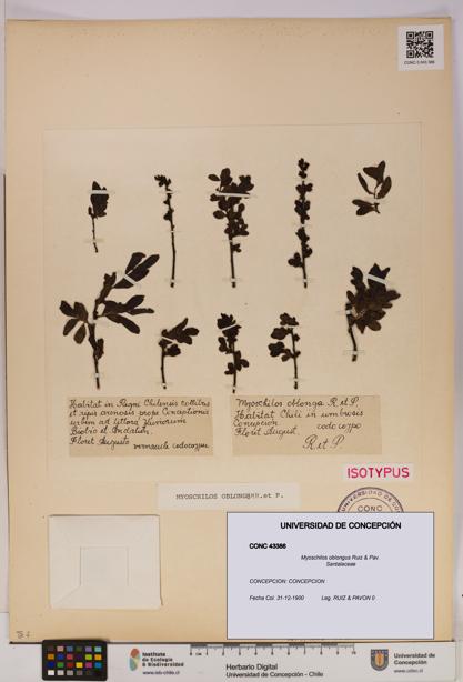 Myoschilos oblongus [Espécimen: UDEC:CONC:0043386]