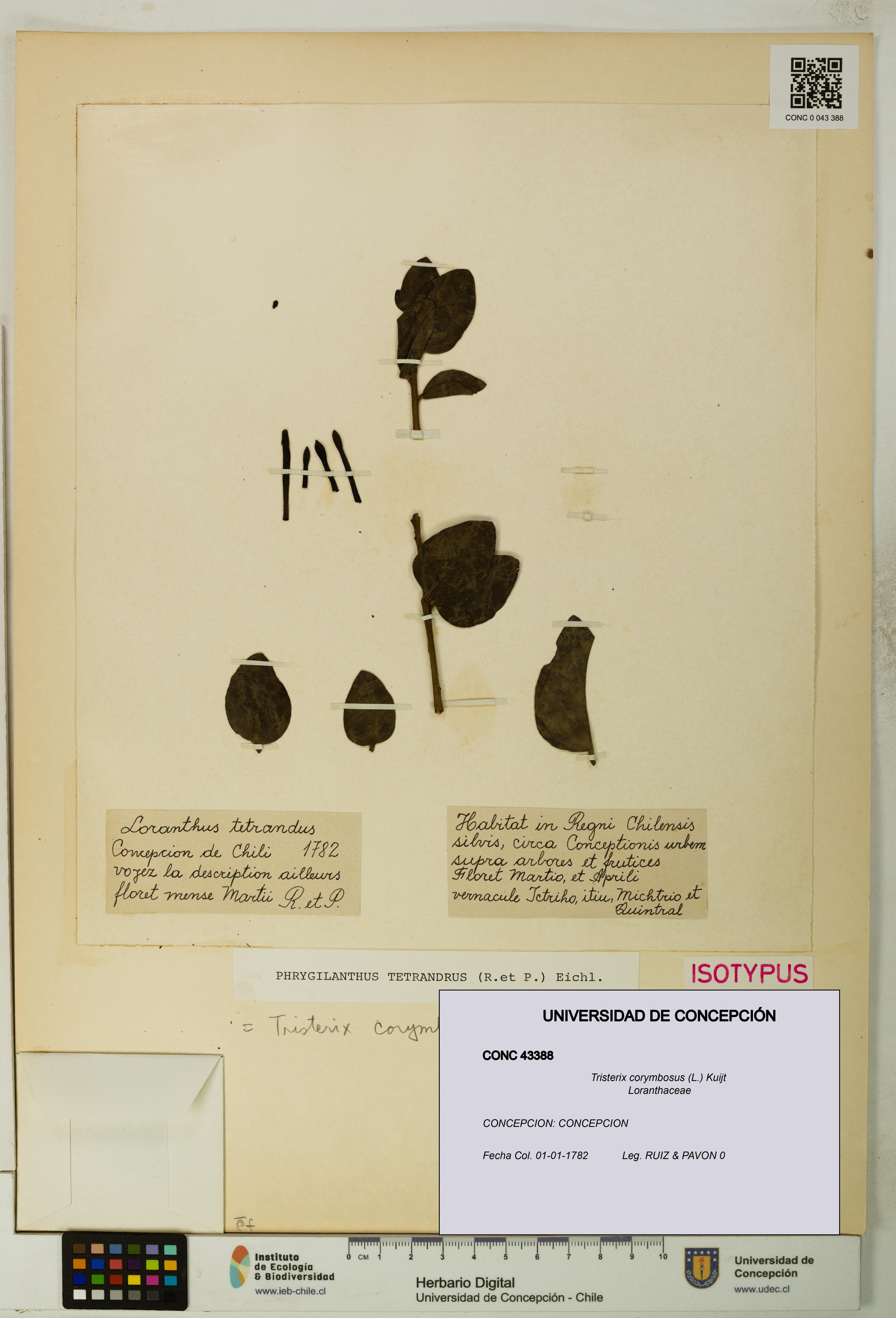 Tristerix corymbosus [Espécimen: UDEC:CONC:0043388]