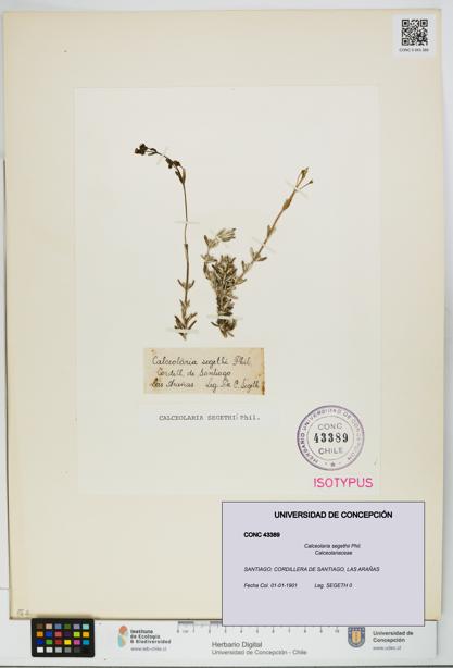 Calceolaria segethii [Espécimen: UDEC:CONC:0043389]