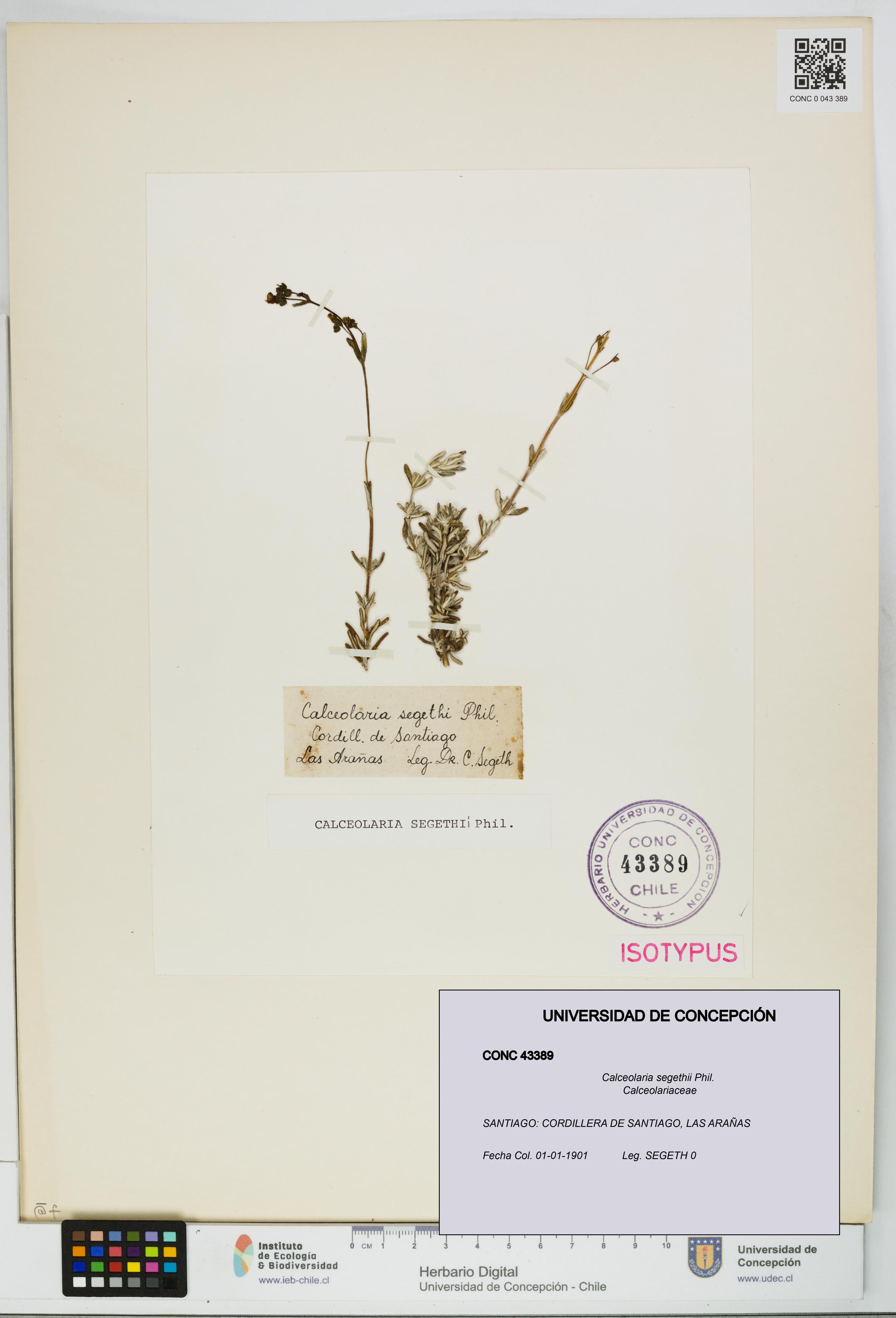 Calceolaria segethii [Espécimen: UDEC:CONC:0043389]