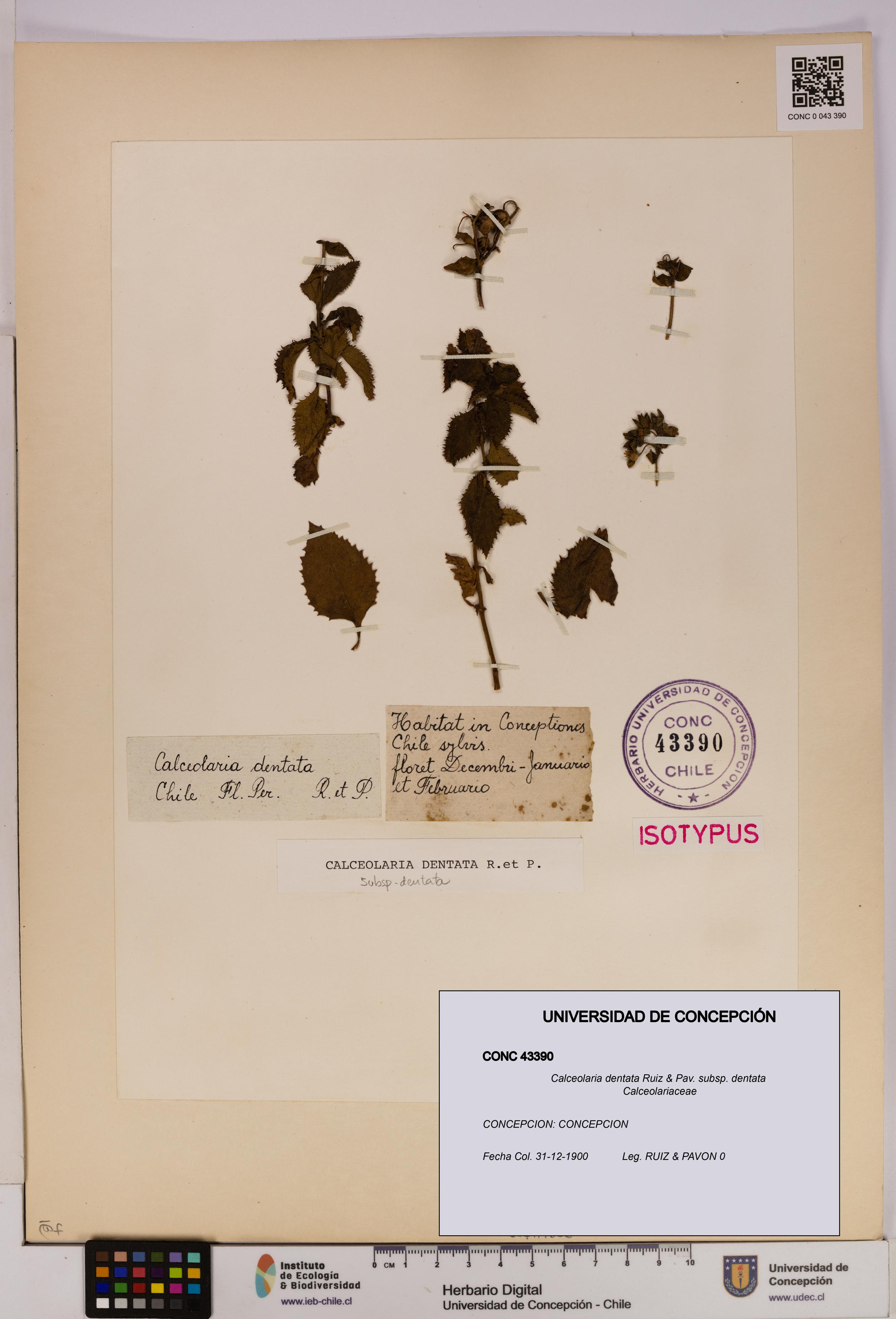 Calceolaria dentata subsp. dentata [Espécimen: UDEC:CONC:0043390]