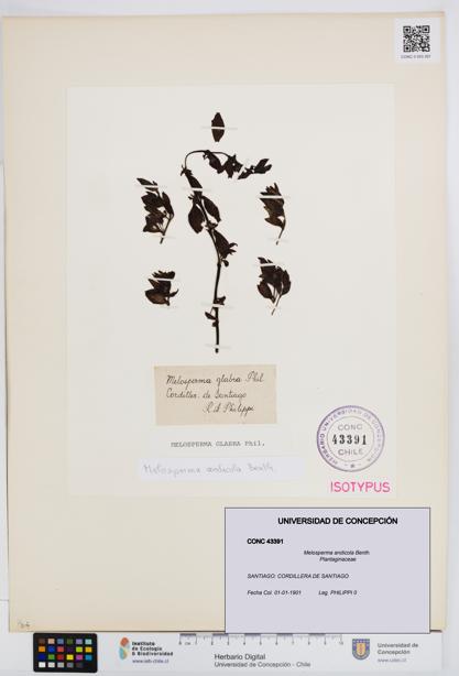 Melosperma andicola [Espécimen: UDEC:CONC:0043391]