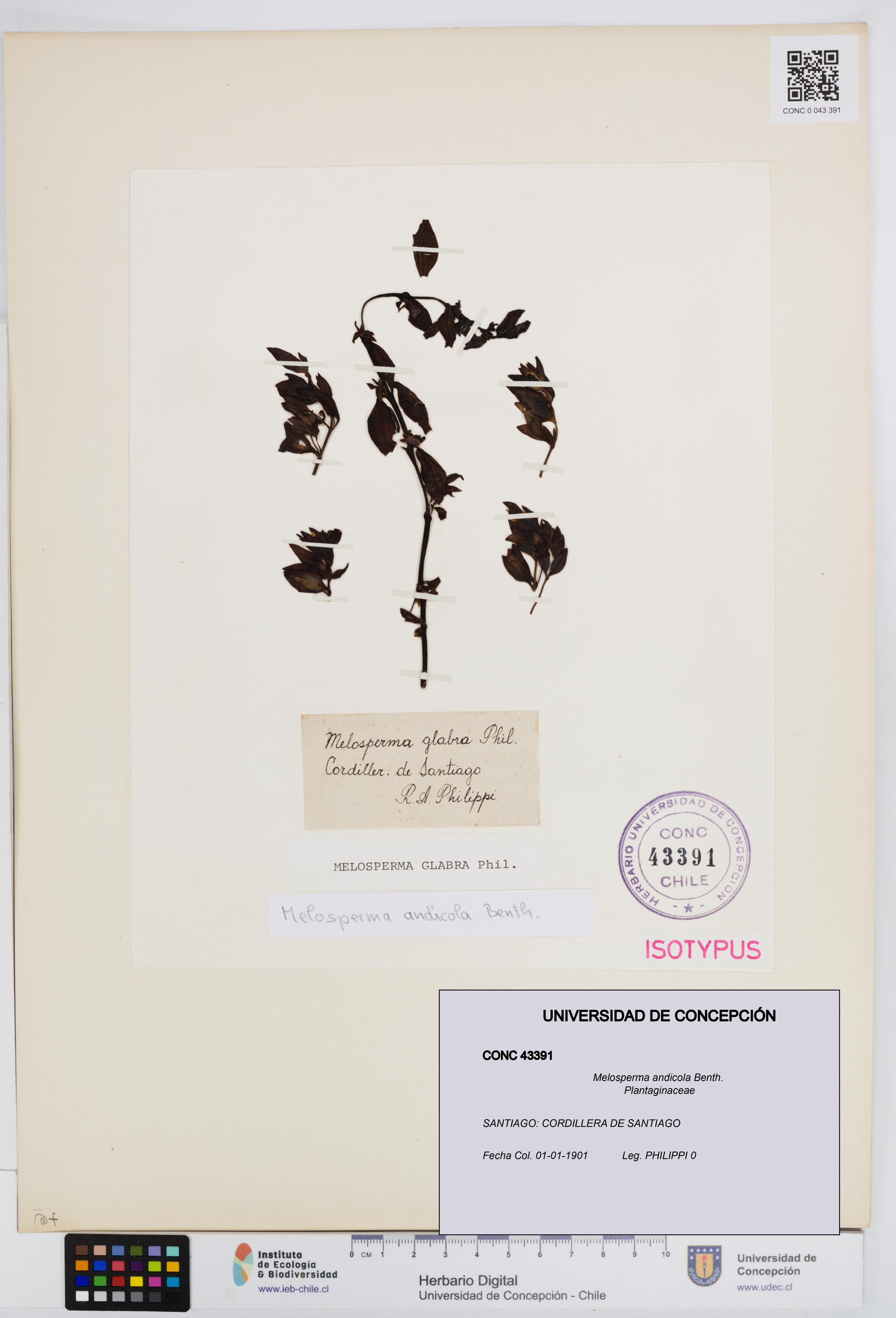 Melosperma andicola [Espécimen: UDEC:CONC:0043391]