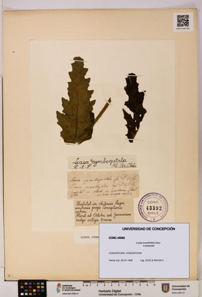 Loasa acanthifolia [Espécimen: UDEC:CONC:0043392]
