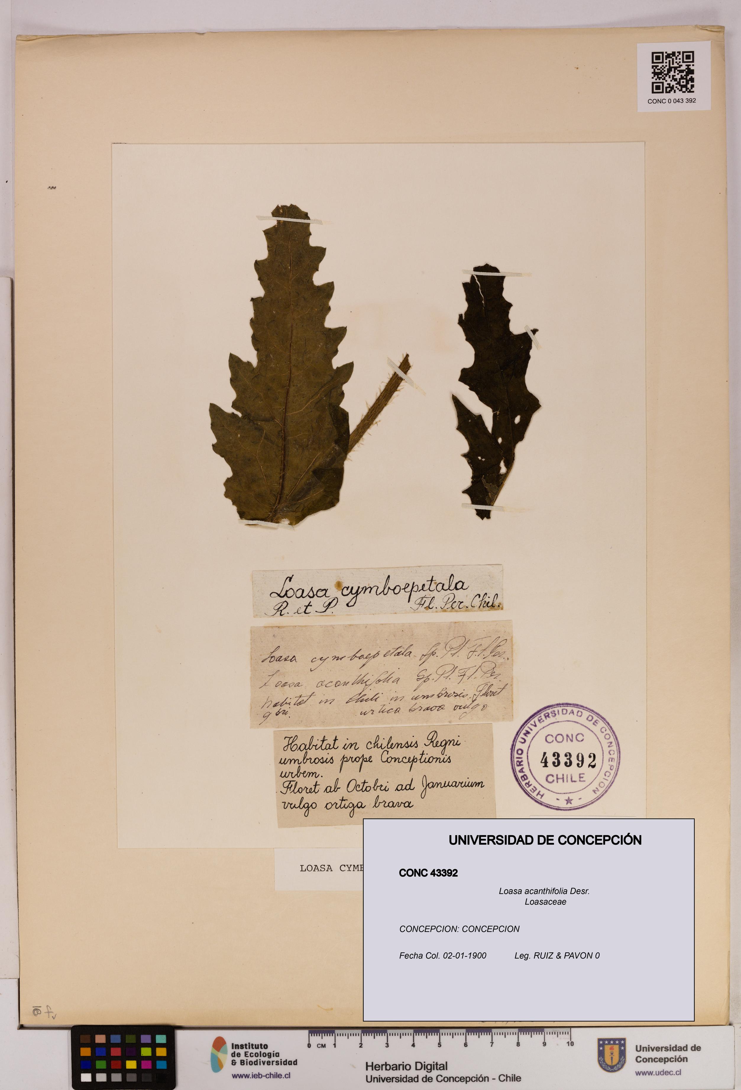 Loasa acanthifolia [Espécimen: UDEC:CONC:0043392]