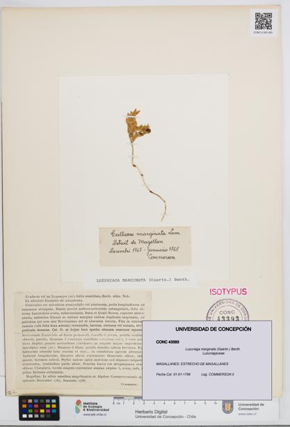 Luzuriaga marginata [Espécimen: UDEC:CONC:0043393]