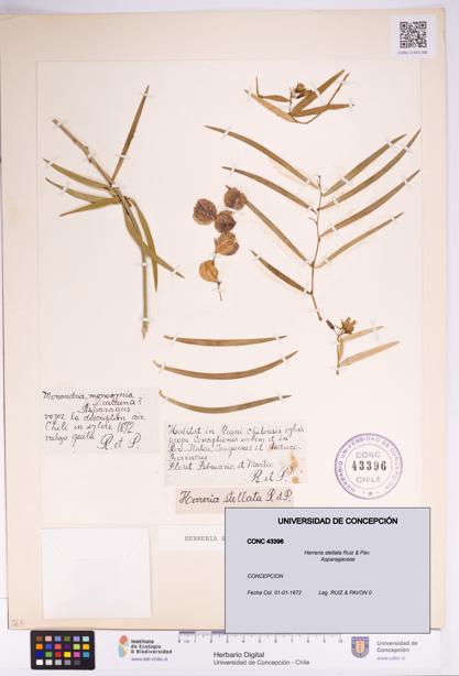 Herreria stellata [Espécimen: UDEC:CONC:0043396]