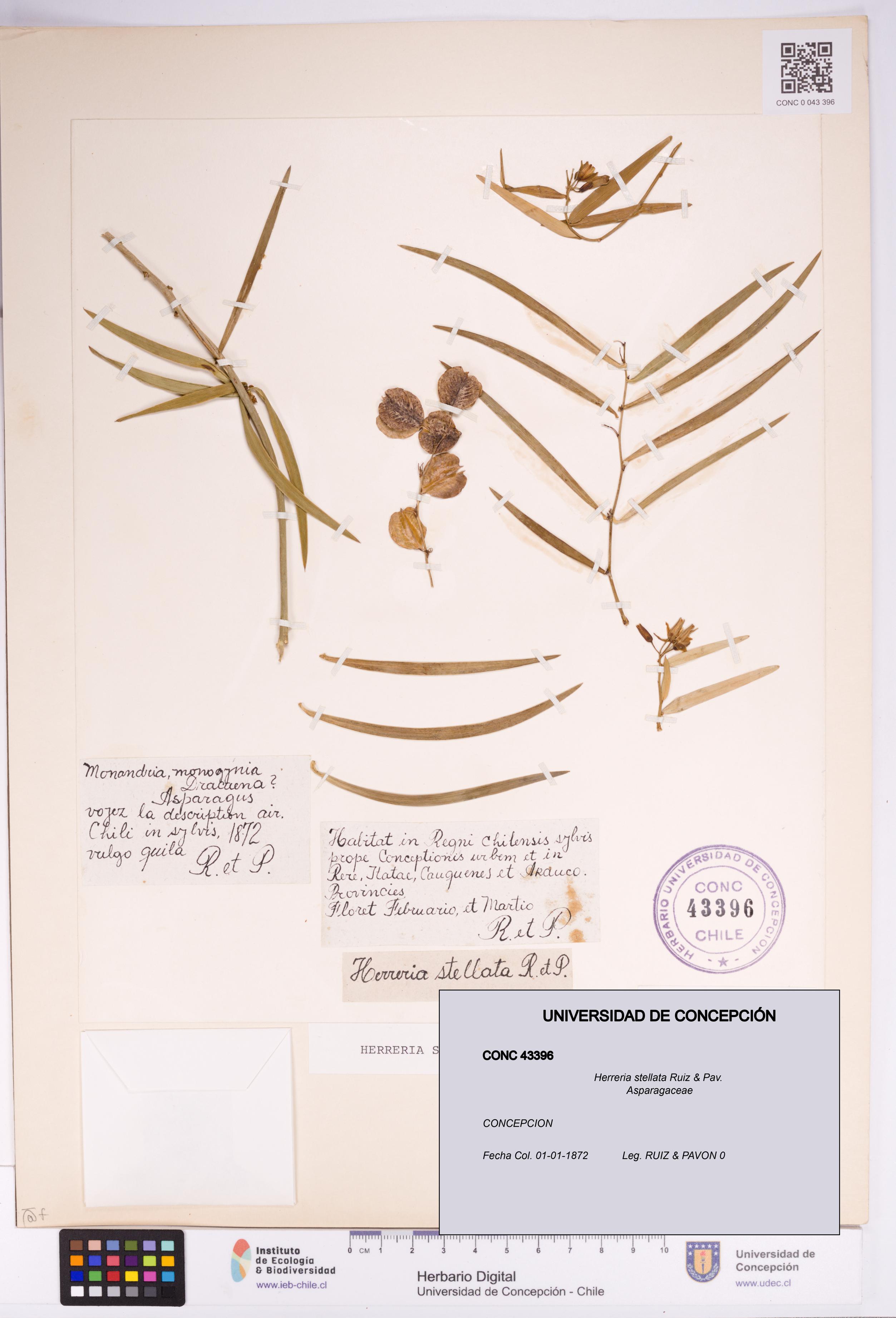 Herreria stellata [Espécimen: UDEC:CONC:0043396]