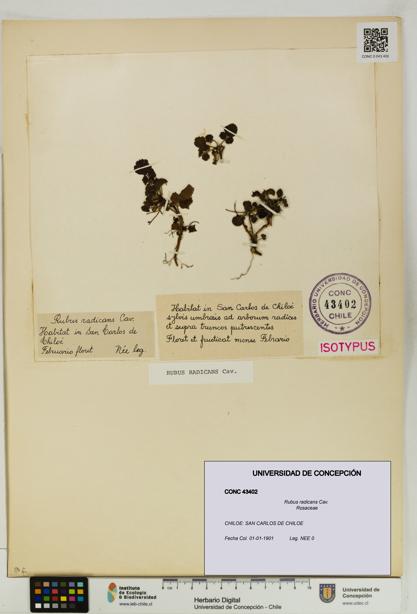 Rubus radicans [Espécimen: UDEC:CONC:0043402]