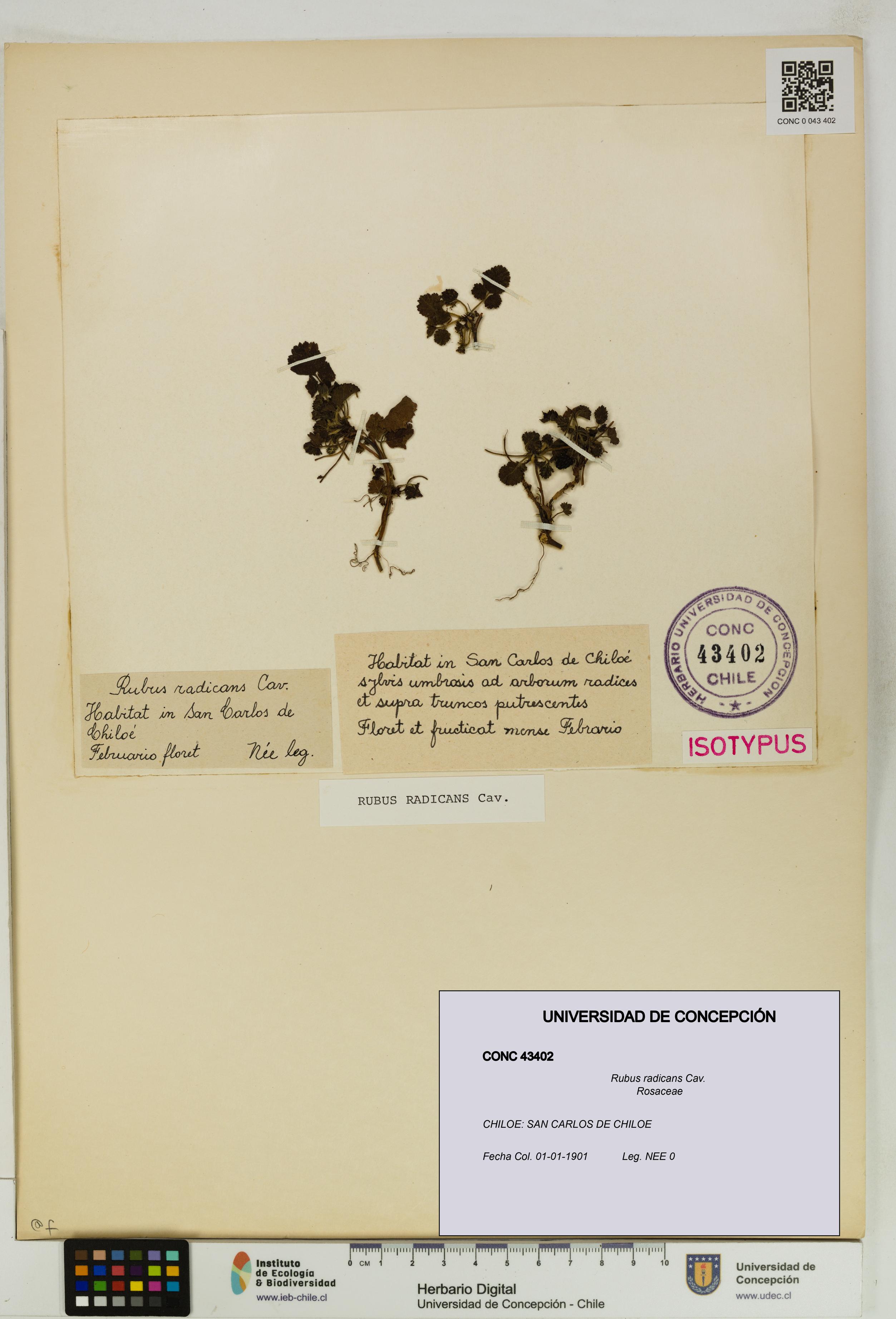 Rubus radicans [Espécimen: UDEC:CONC:0043402]