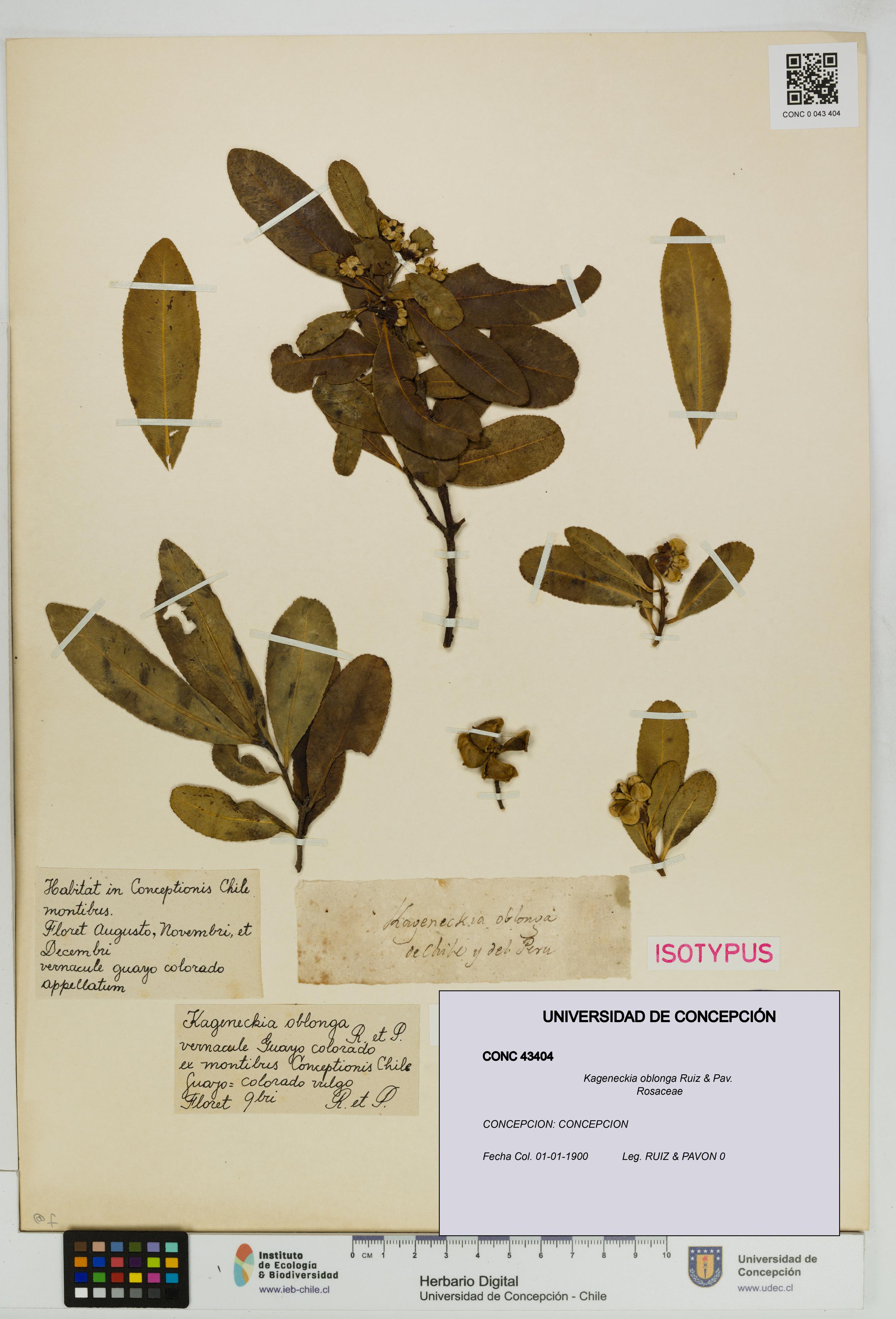 Kageneckia oblonga [Espécimen: UDEC:CONC:0043404]