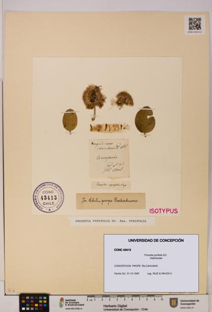 Proustia pyrifolia [Espécimen: UDEC:CONC:0043413]