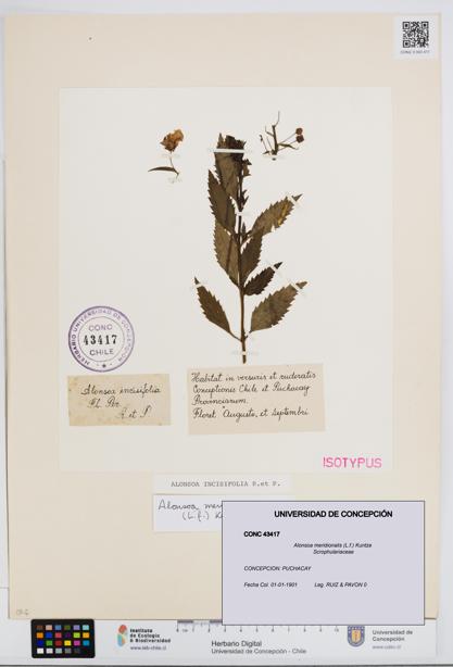 Alonsoa meridionalis [Espécimen: UDEC:CONC:0043417]