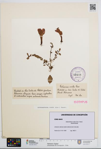 Asteranthera ovata [Espécimen: UDEC:CONC:0043418]