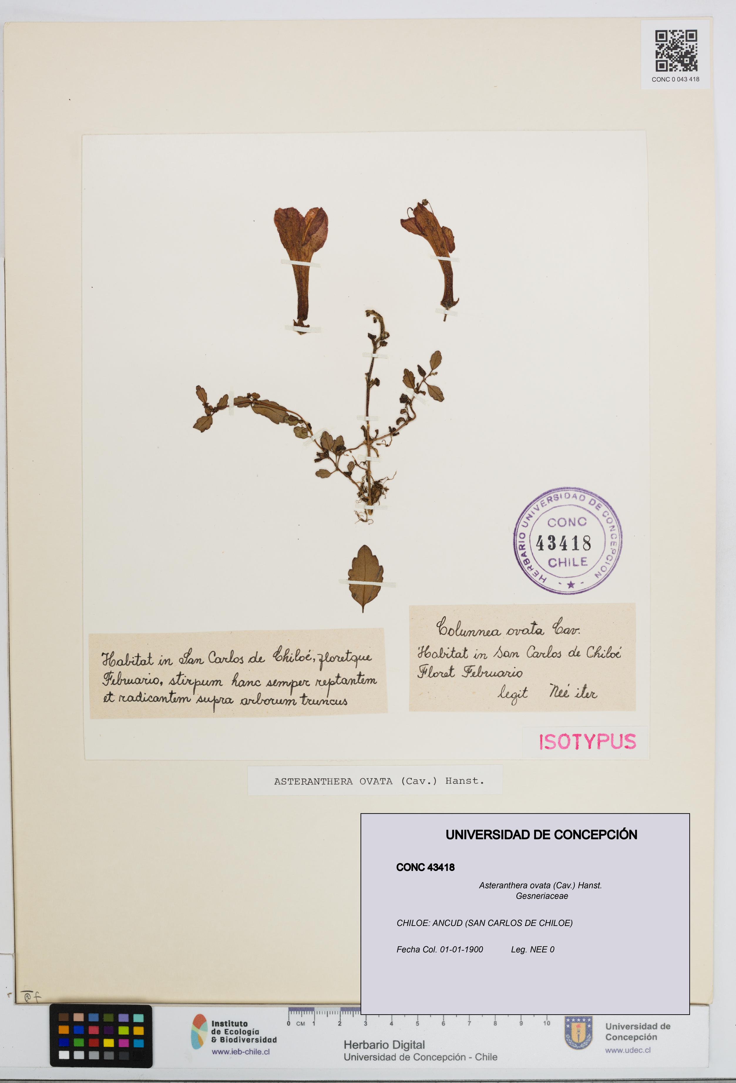 Asteranthera ovata [Espécimen: UDEC:CONC:0043418]