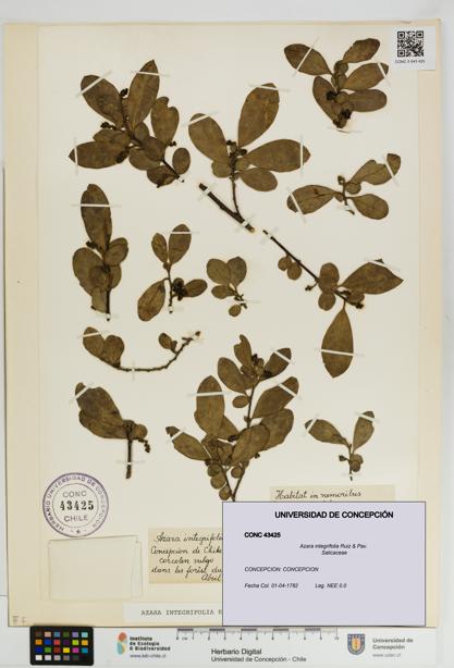 Azara integrifolia [Espécimen: UDEC:CONC:0043425]