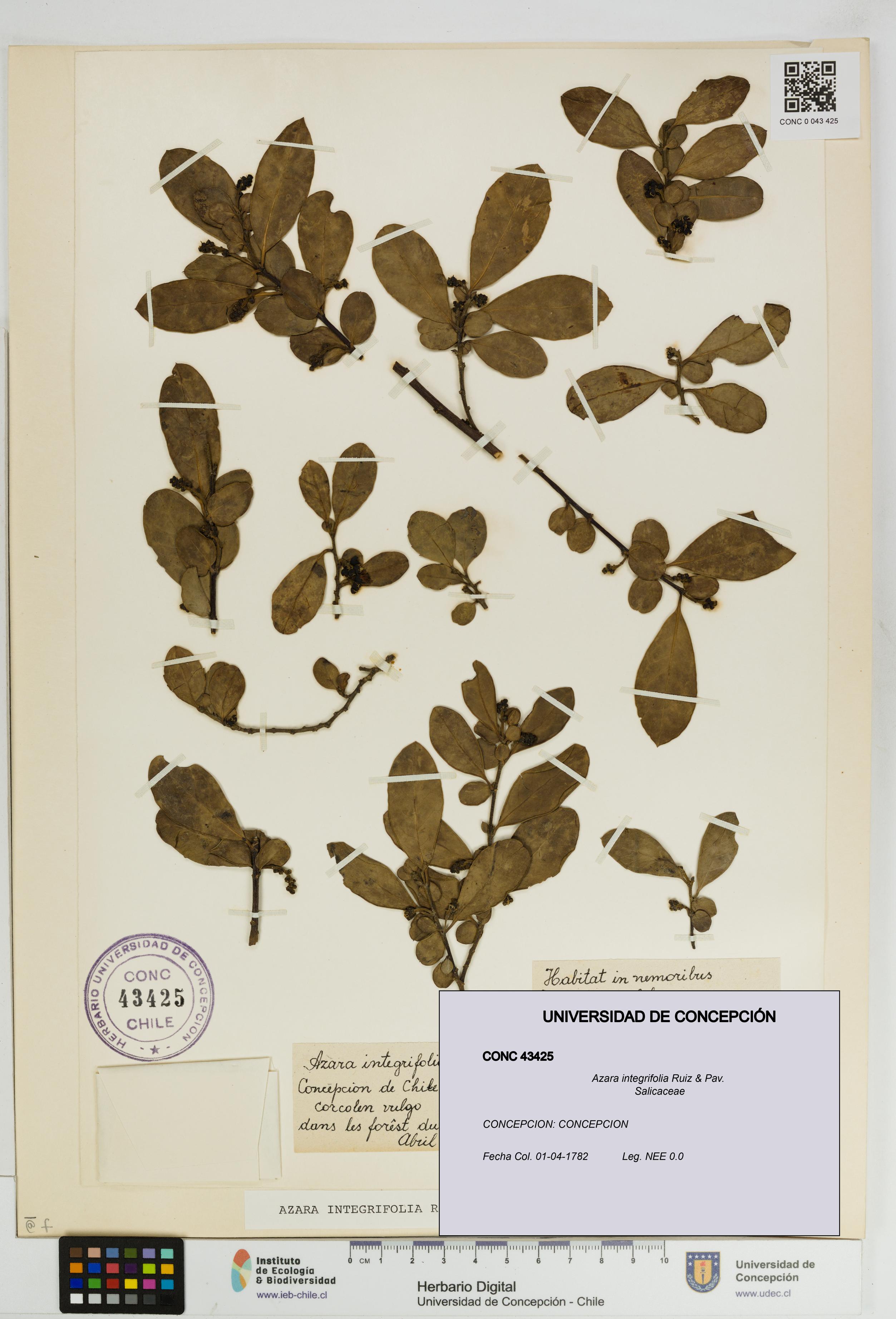 Azara integrifolia [Espécimen: UDEC:CONC:0043425]