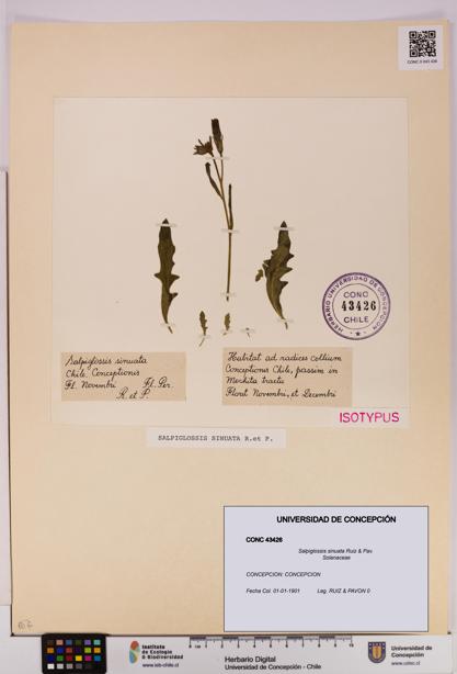 Salpiglossis sinuata [Espécimen: UDEC:CONC:0043426]