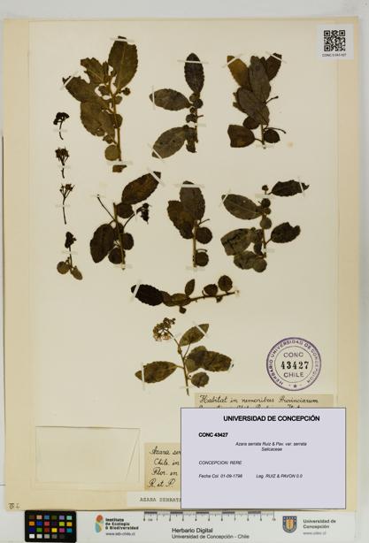 Azara serrata var. serrata [Espécimen: UDEC:CONC:0043427]