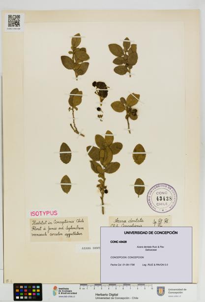 Azara dentata [Espécimen: UDEC:CONC:0043428]