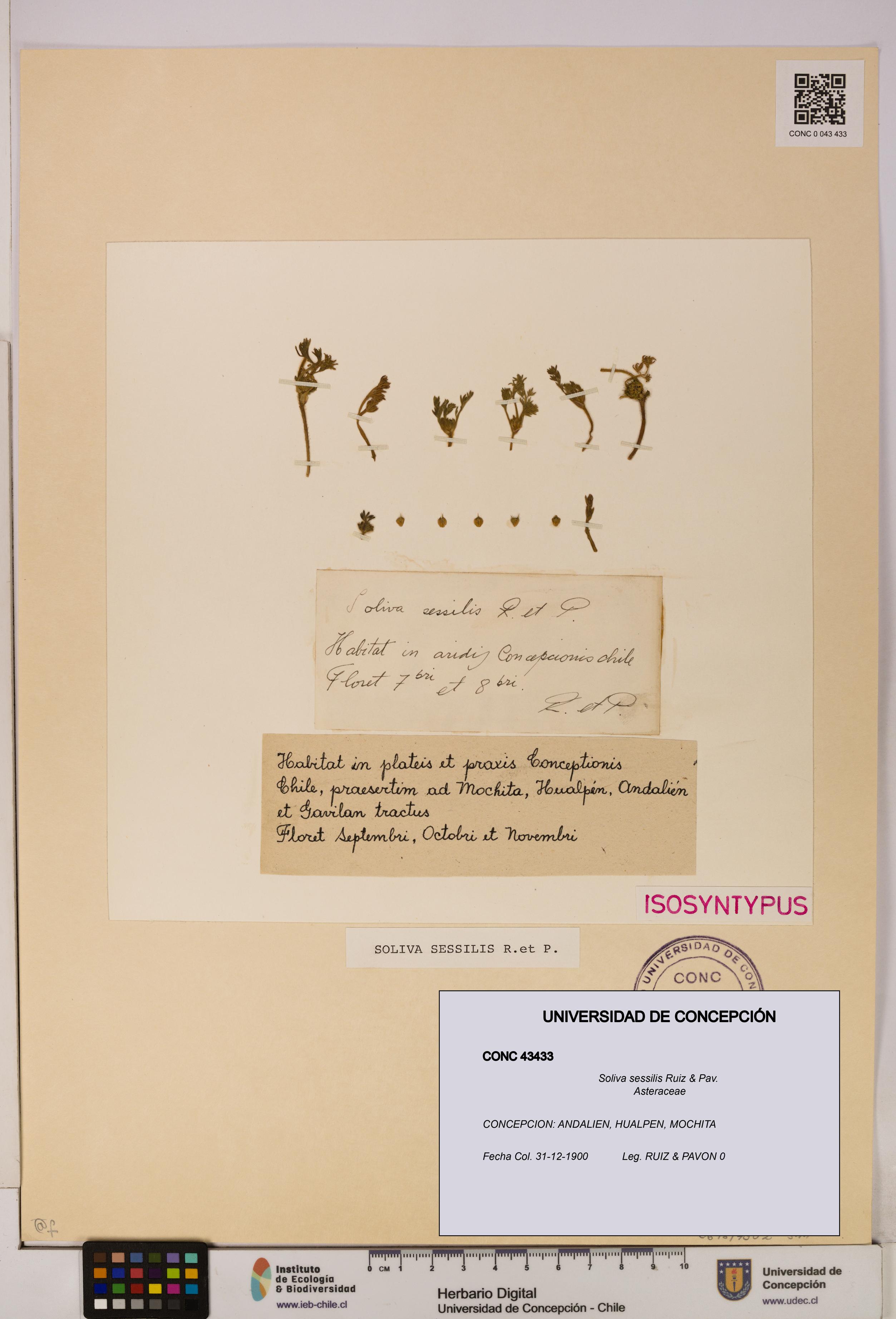 Soliva sessilis [Espécimen: UDEC:CONC:0043433]