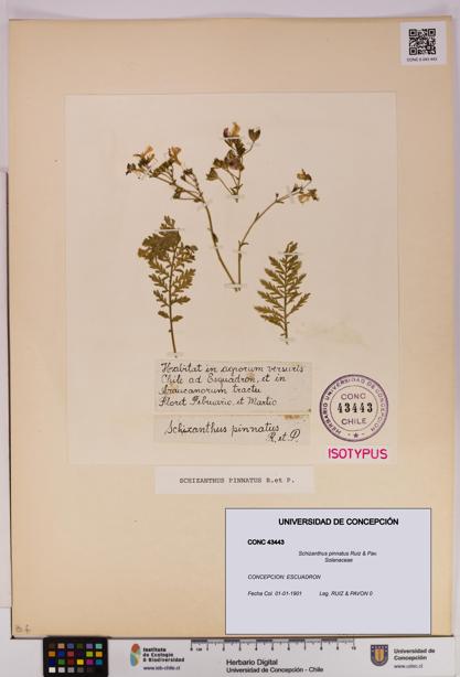 Schizanthus pinnatus [Espécimen: UDEC:CONC:0043443]