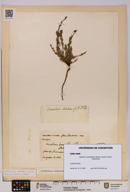 Epilobium subdentatum [Espécimen: UDEC:CONC:0043445]
