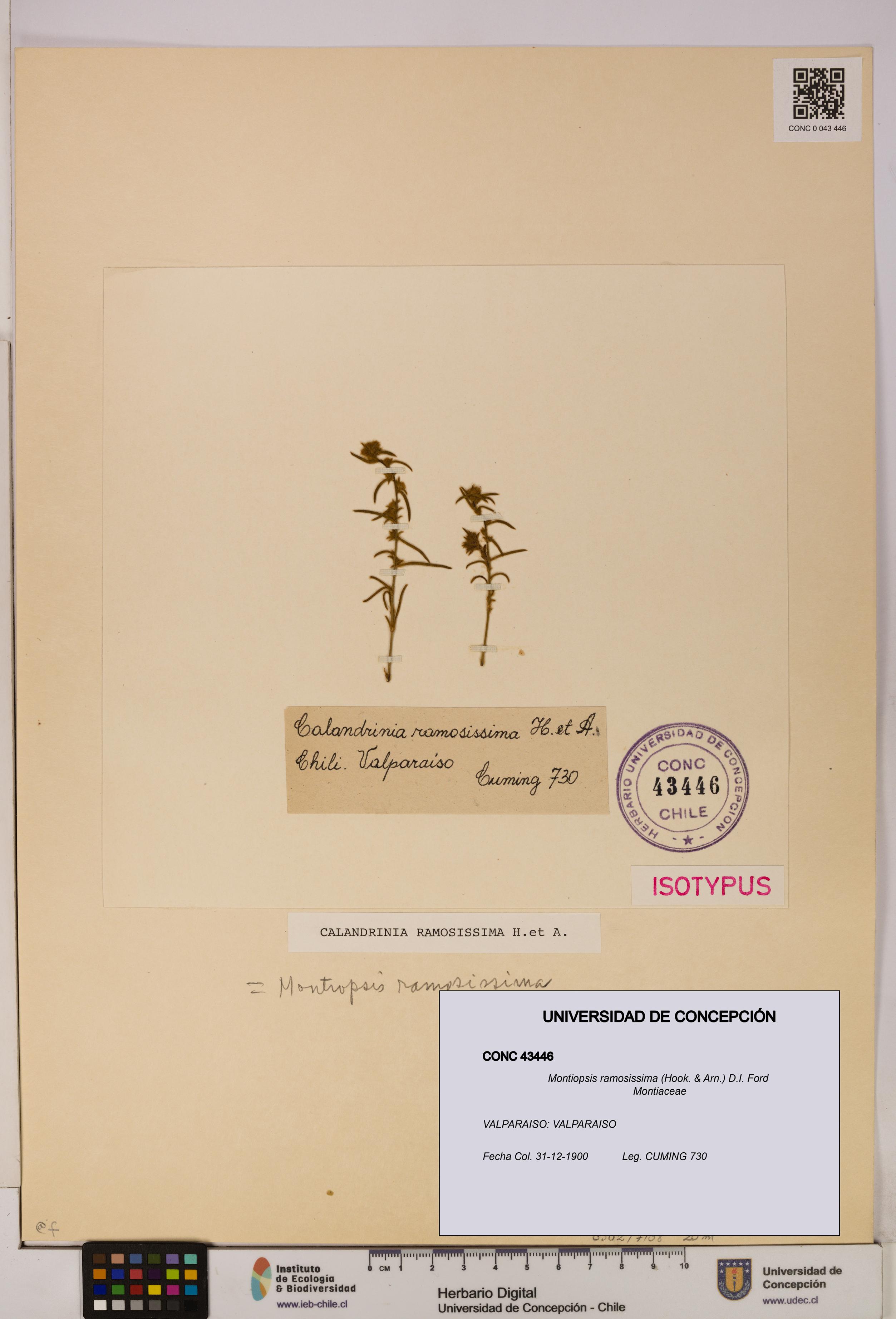 Montiopsis ramosissima [Espécimen: UDEC:CONC:0043446]