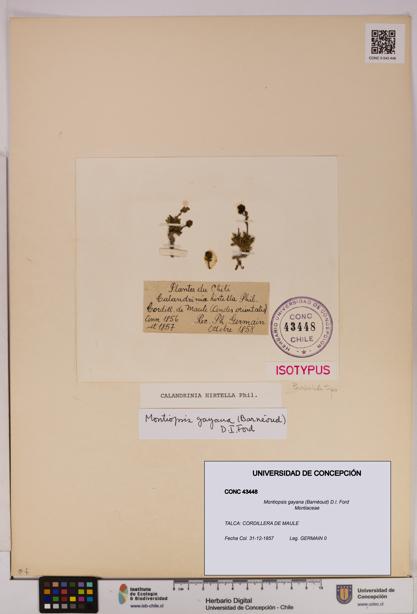 Montiopsis gayana [Espécimen: UDEC:CONC:0043448]