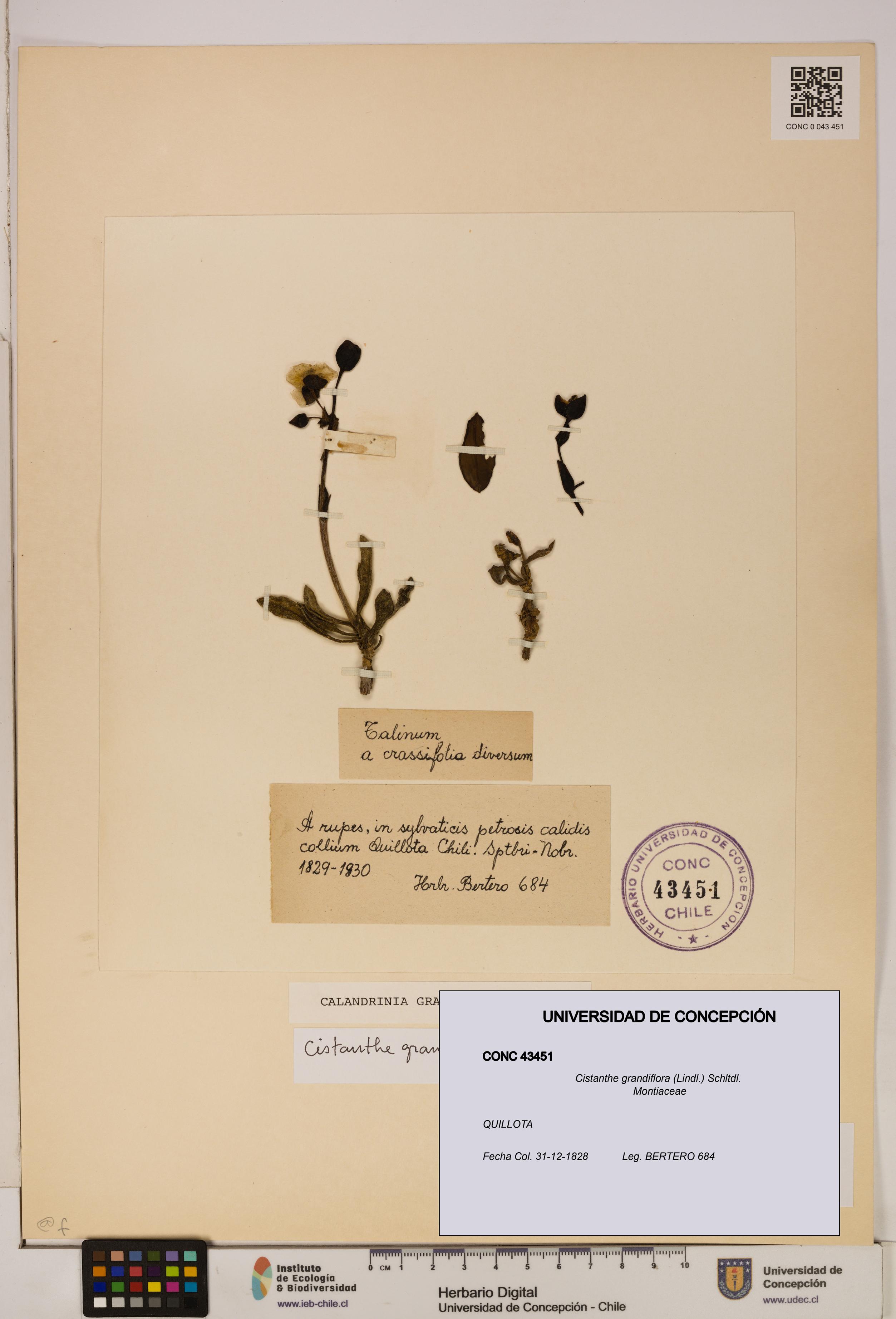 Cistanthe grandiflora [Espécimen: UDEC:CONC:0043451]