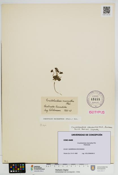 Cruckshanksia macrantha [Espécimen: UDEC:CONC:0043455]