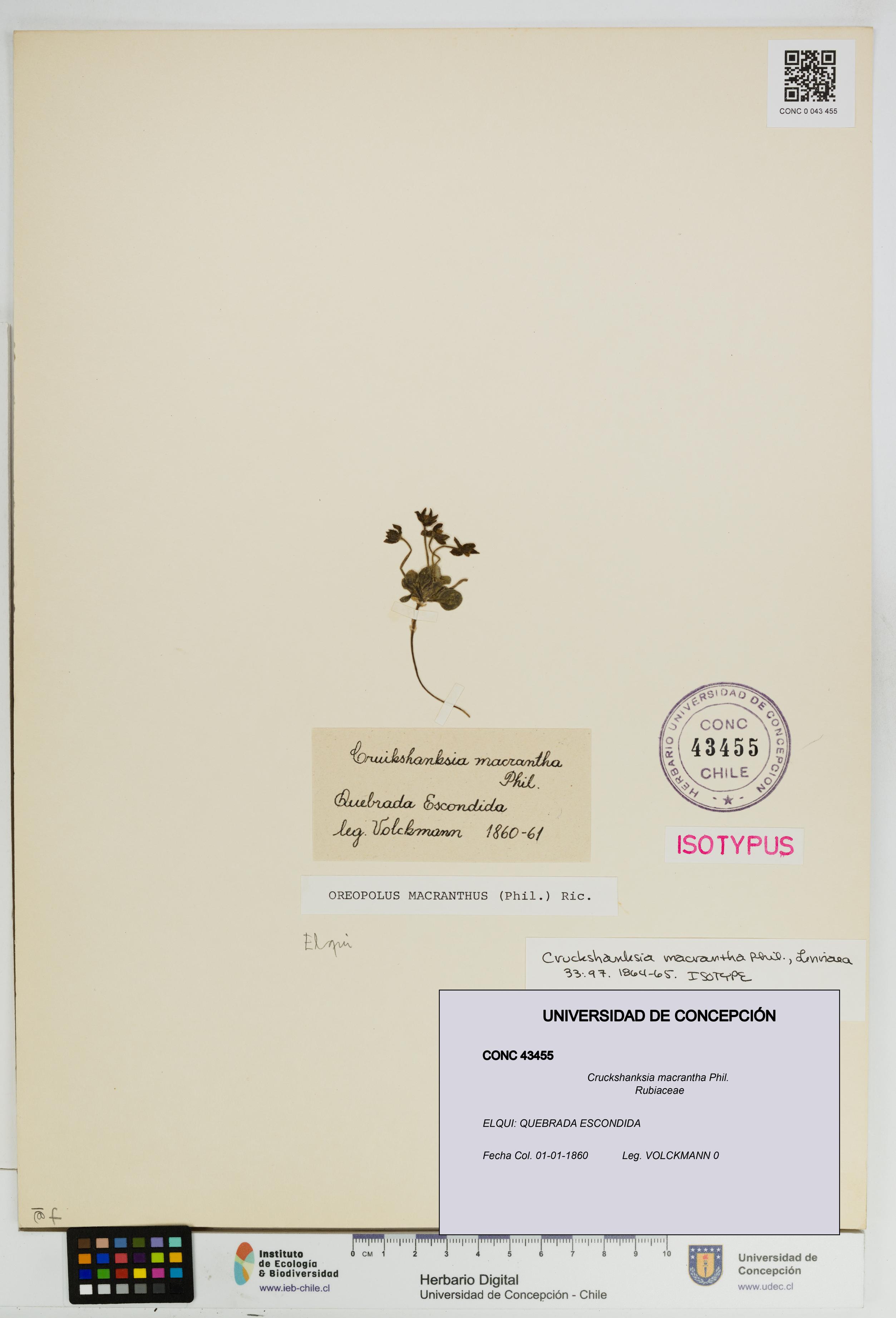 Cruckshanksia macrantha [Espécimen: UDEC:CONC:0043455]