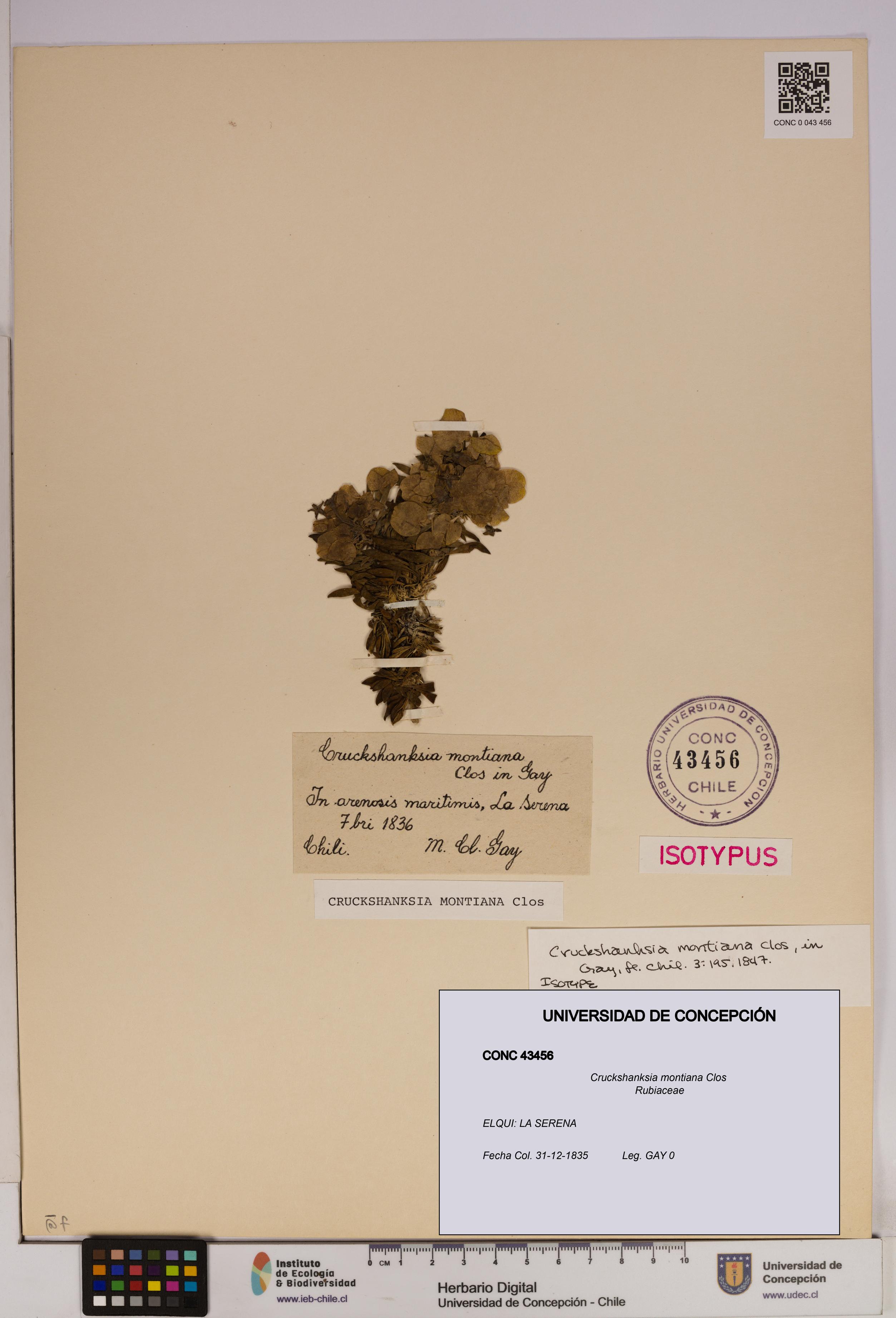 Cruckshanksia montiana [Espécimen: UDEC:CONC:0043456]