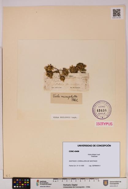 Viola philippii [Espécimen: UDEC:CONC:0043458]