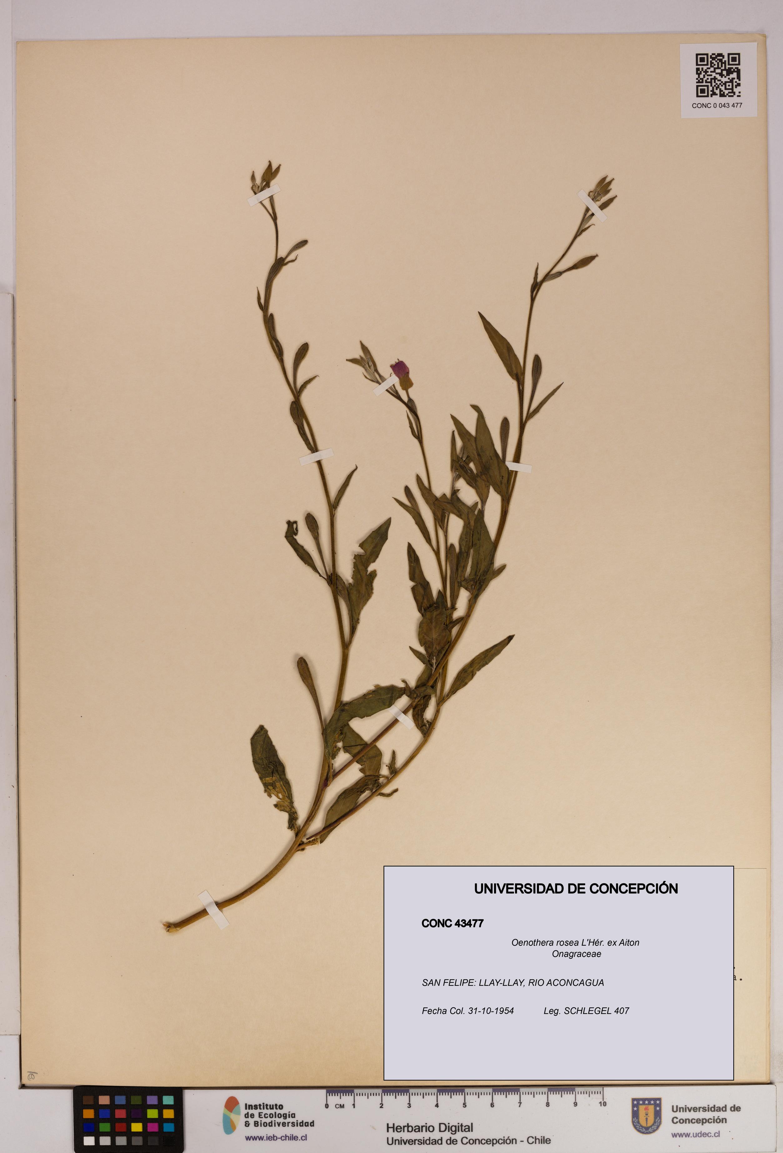 Oenothera rosea [Espécimen: UDEC:CONC:0043477]