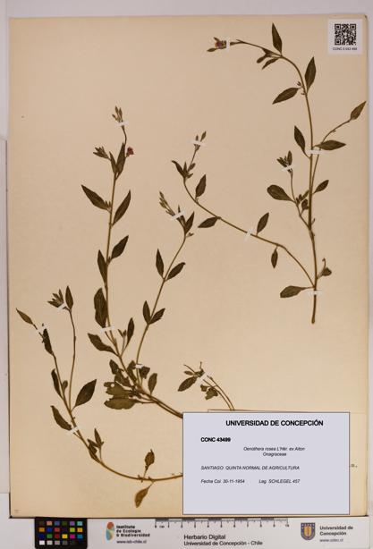 Oenothera rosea [Espécimen: UDEC:CONC:0043499]