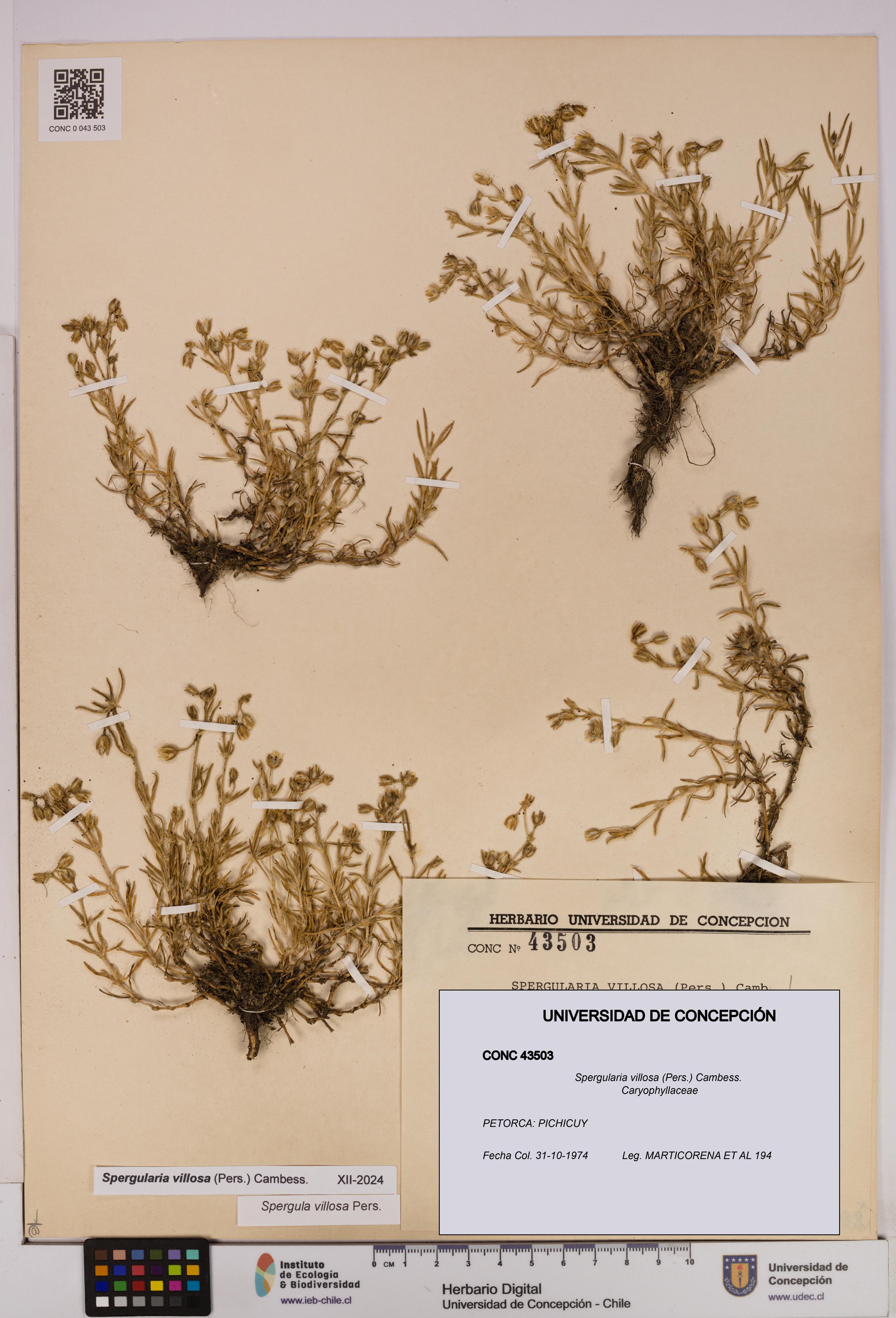 Spergularia villosa [Espécimen: UDEC:CONC:0043503]